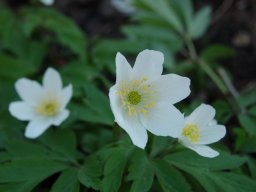 Anemone nemorosa
